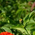 Zinnia elegans 'Super Yoga orange' (2)